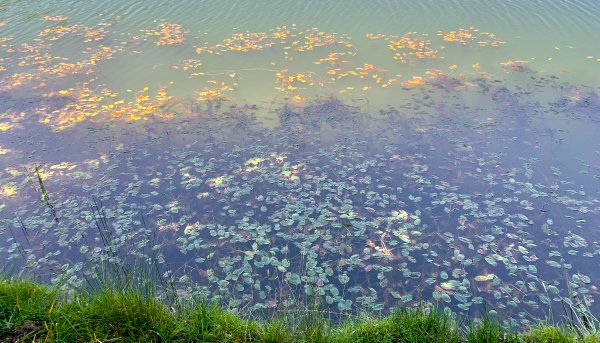 specchio di lago con foglie