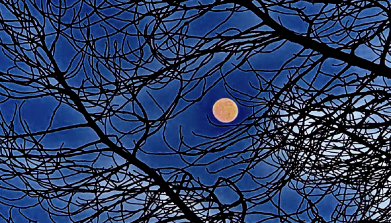 luna tra gli alberi