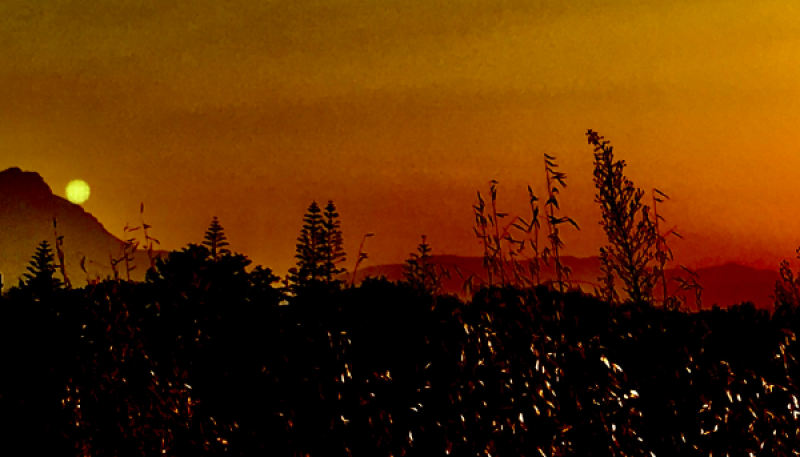 campo al tramonto